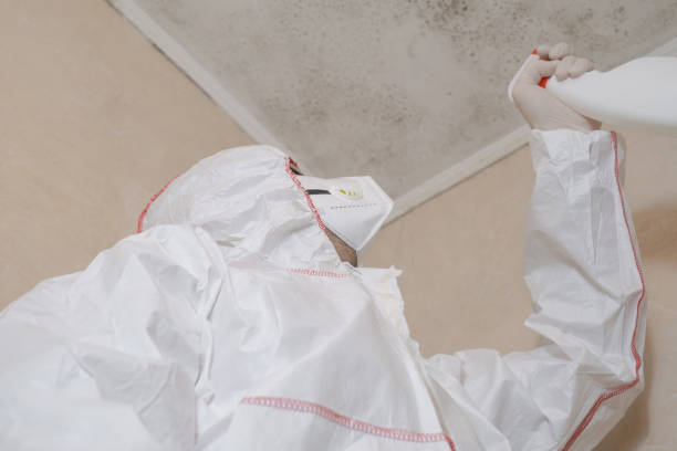 Office Mold Removal Services in Valley Center, CA
