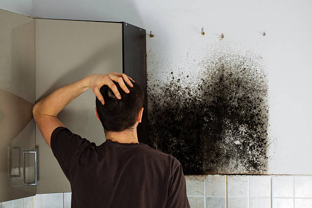 Best Fast Mold Removal  in Valley Center, CA
