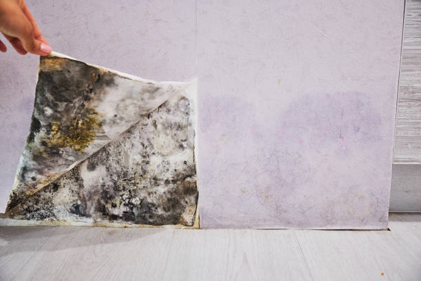 Best Mold Remediation Experts  in Valley Center, CA